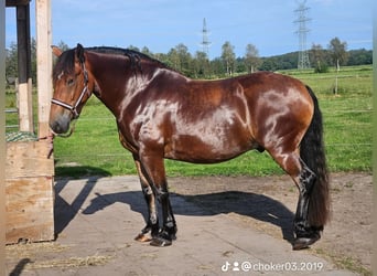 Other Heavy Horses Mix, Gelding, 4 years, 16,2 hh, Brown