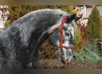 Other Heavy Horses, Gelding, 4 years, 16,2 hh, Grey-Dapple