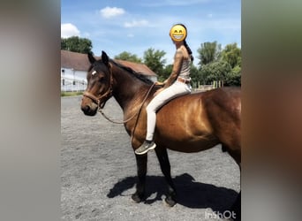Other Heavy Horses, Gelding, 5 years, 14,3 hh, Brown