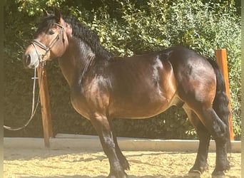 Other Heavy Horses, Gelding, 5 years, 15.1 hh, Brown