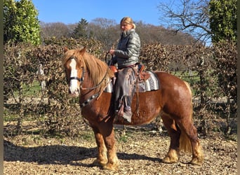 Other Heavy Horses, Gelding, 5 years, 15,1 hh, Chestnut-Red