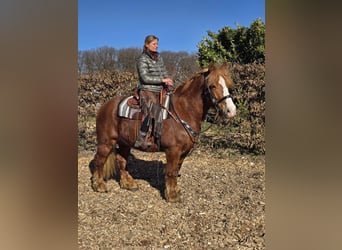 Other Heavy Horses, Gelding, 5 years, 15,1 hh, Chestnut-Red