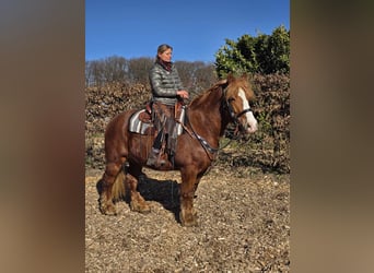 Other Heavy Horses, Gelding, 5 years, 15,1 hh, Chestnut-Red