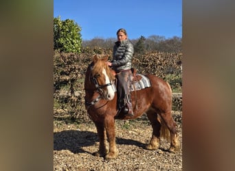 Other Heavy Horses, Gelding, 5 years, 15,1 hh, Chestnut-Red