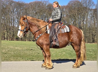 Other Heavy Horses, Gelding, 5 years, 15,1 hh, Chestnut-Red