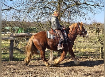 Other Heavy Horses, Gelding, 5 years, 15,1 hh, Chestnut-Red