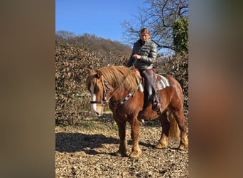 Other Heavy Horses, Gelding, 5 years, 15,1 hh, Chestnut-Red