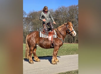 Other Heavy Horses, Gelding, 5 years, 15,1 hh, Chestnut-Red