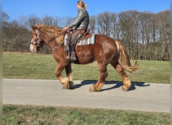 Other Heavy Horses, Gelding, 5 years, 15,1 hh, Chestnut-Red