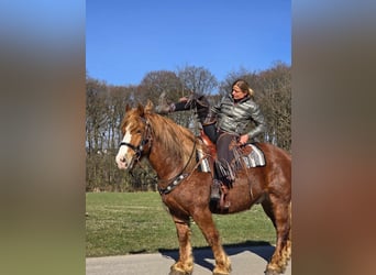 Other Heavy Horses, Gelding, 5 years, 15,1 hh, Chestnut-Red