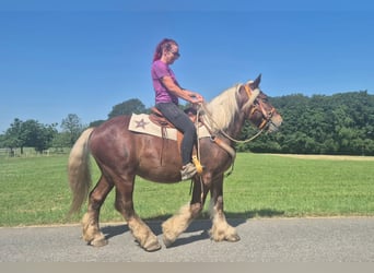 Other Heavy Horses, Gelding, 5 years, 15.2 hh, Chestnut
