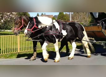 Other Heavy Horses, Gelding, 5 years, 15.3 hh, Pinto