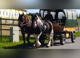 Other Heavy Horses, Gelding, 5 years, 15.3 hh, Pinto