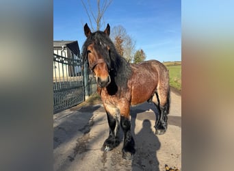 Other Heavy Horses, Gelding, 5 years, 15 hh, Brown
