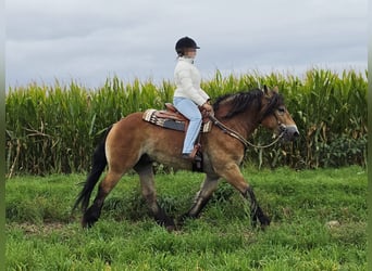 Other Heavy Horses, Gelding, 5 years, 15 hh, Brown