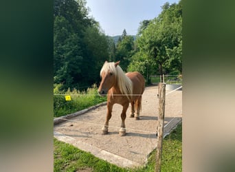 Other Heavy Horses, Gelding, 5 years, 15 hh