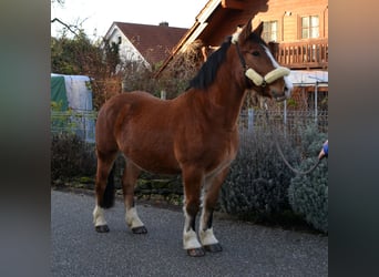 Other Heavy Horses Mix, Gelding, 5 years, 15,1 hh, Brown