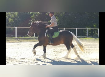 Other Heavy Horses, Gelding, 5 years, 15,2 hh, Pinto