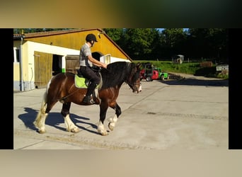 Other Heavy Horses, Gelding, 5 years, 15,2 hh, Pinto