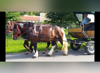 Other Heavy Horses, Gelding, 5 years, 15,2 hh, Pinto