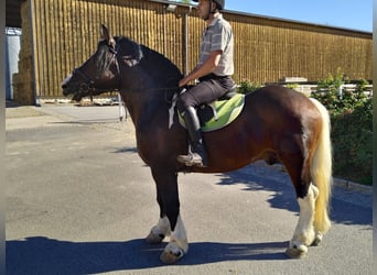Other Heavy Horses, Gelding, 5 years, 15,2 hh, Pinto