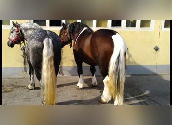 Other Heavy Horses, Gelding, 5 years, 15,2 hh, Pinto