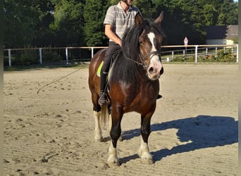 Other Heavy Horses, Gelding, 5 years, 15,2 hh, Pinto