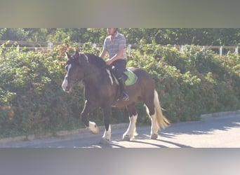 Other Heavy Horses, Gelding, 5 years, 15,2 hh, Pinto