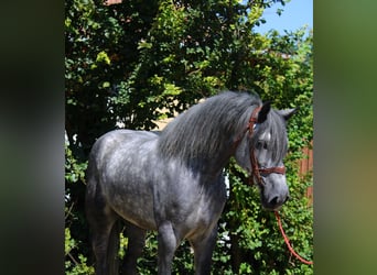 Other Heavy Horses Mix, Gelding, 5 years, 16.2 hh, Grey-Dapple