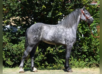 Other Heavy Horses Mix, Gelding, 5 years, 16.2 hh, Grey-Dapple