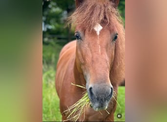 Other Heavy Horses, Gelding, 5 years, 16 hh, Chestnut