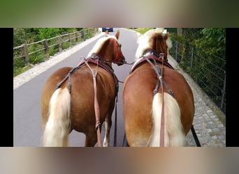 Other Heavy Horses, Gelding, 5 years, 16 hh, Chestnut-Red