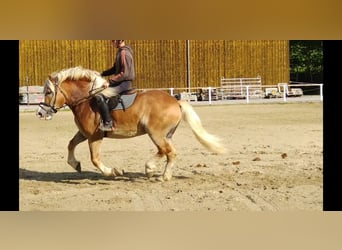 Other Heavy Horses, Gelding, 5 years, 16 hh, Chestnut-Red