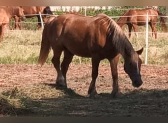 Other Heavy Horses Mix, Gelding, 6 years, 14.2 hh, Chestnut-Red