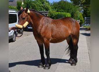 Other Heavy Horses Mix, Gelding, 6 years, 15.1 hh, Brown
