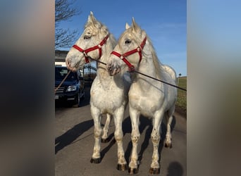 Other Heavy Horses Mix, Gelding, 6 years, 15.2 hh, Grey