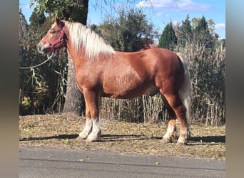 Other Heavy Horses, Gelding, 6 years, 15,1 hh, Chestnut-Red