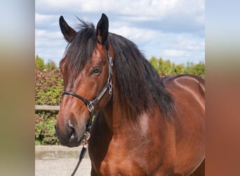 Other Heavy Horses, Gelding, 6 years, 15,2 hh, Bay-Dark