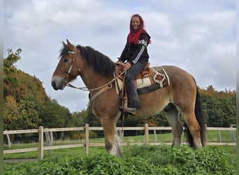 Other Heavy Horses, Gelding, 6 years, 15,2 hh, Brown