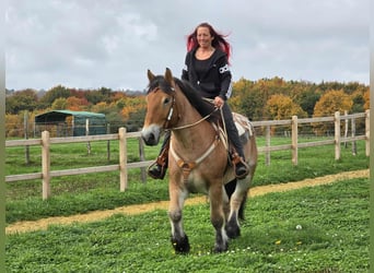 Other Heavy Horses, Gelding, 6 years, 15,2 hh, Brown