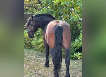 Other Heavy Horses, Gelding, 6 years, 15,3 hh, Bay-Dark