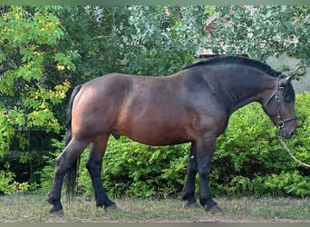 Other Heavy Horses, Gelding, 6 years, 15,3 hh, Bay-Dark