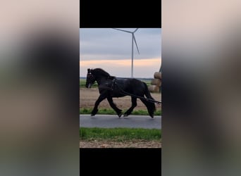 Other Heavy Horses, Gelding, 6 years, 16.1 hh, Black