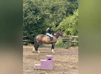 Other Heavy Horses Mix, Gelding, 6 years, 16.3 hh, Brown