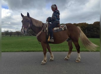 Other Heavy Horses, Gelding, 6 years, 16 hh, Chestnut-Red