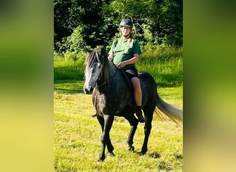 Other Heavy Horses Mix, Gelding, 6 years, 16 hh, Grey-Dark-Tan