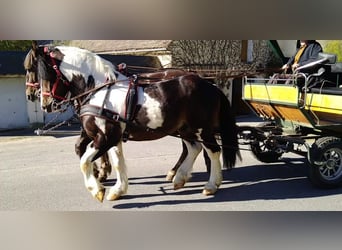 Other Heavy Horses, Gelding, 7 years, 15.1 hh, Pinto