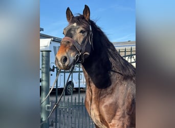 Other Heavy Horses Mix, Gelding, 7 years, 15.2 hh, Brown-Light