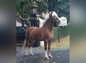 Other Heavy Horses, Gelding, 7 years, 16 hh, Chestnut-Red