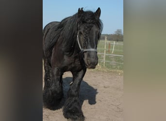 Other Heavy Horses, Gelding, 8 years, 16 hh, Black